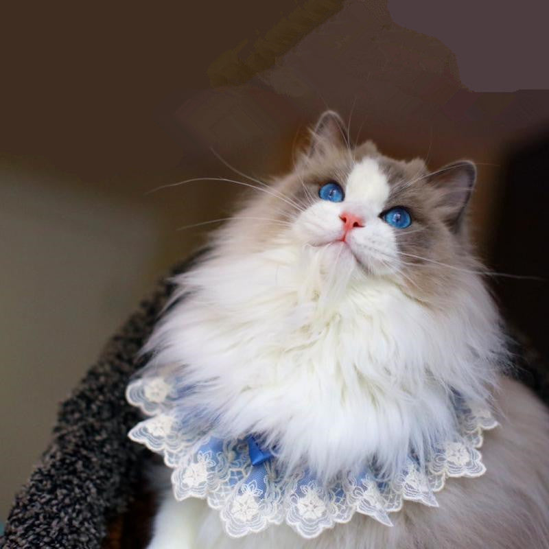 New Muppet Cat Lace Bib Pet Dog Schnauzer Teddy Bow Tie Bow Tie